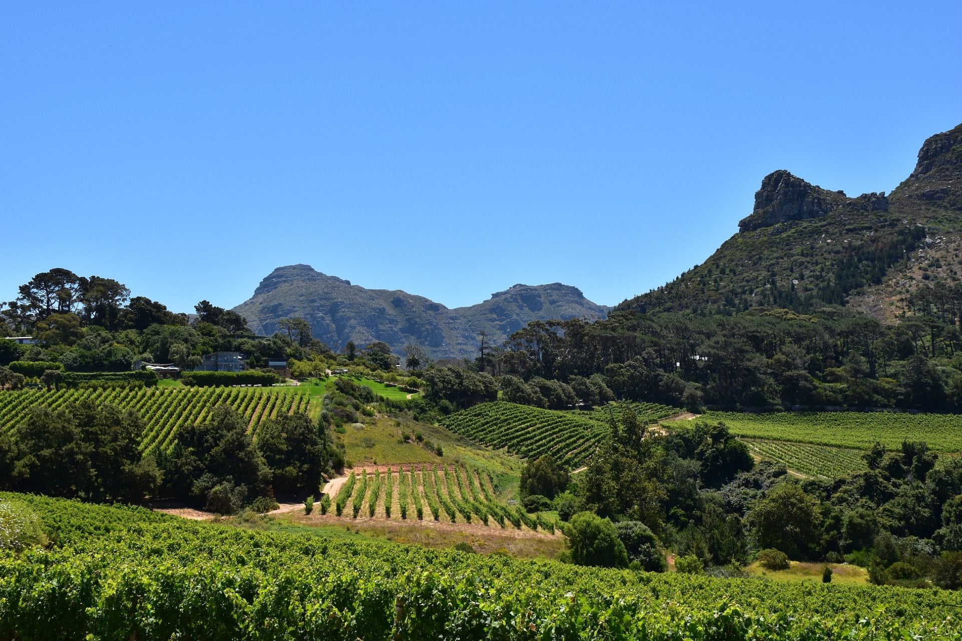 Cape Town Wine Regions and Stellenbosch Vineyards