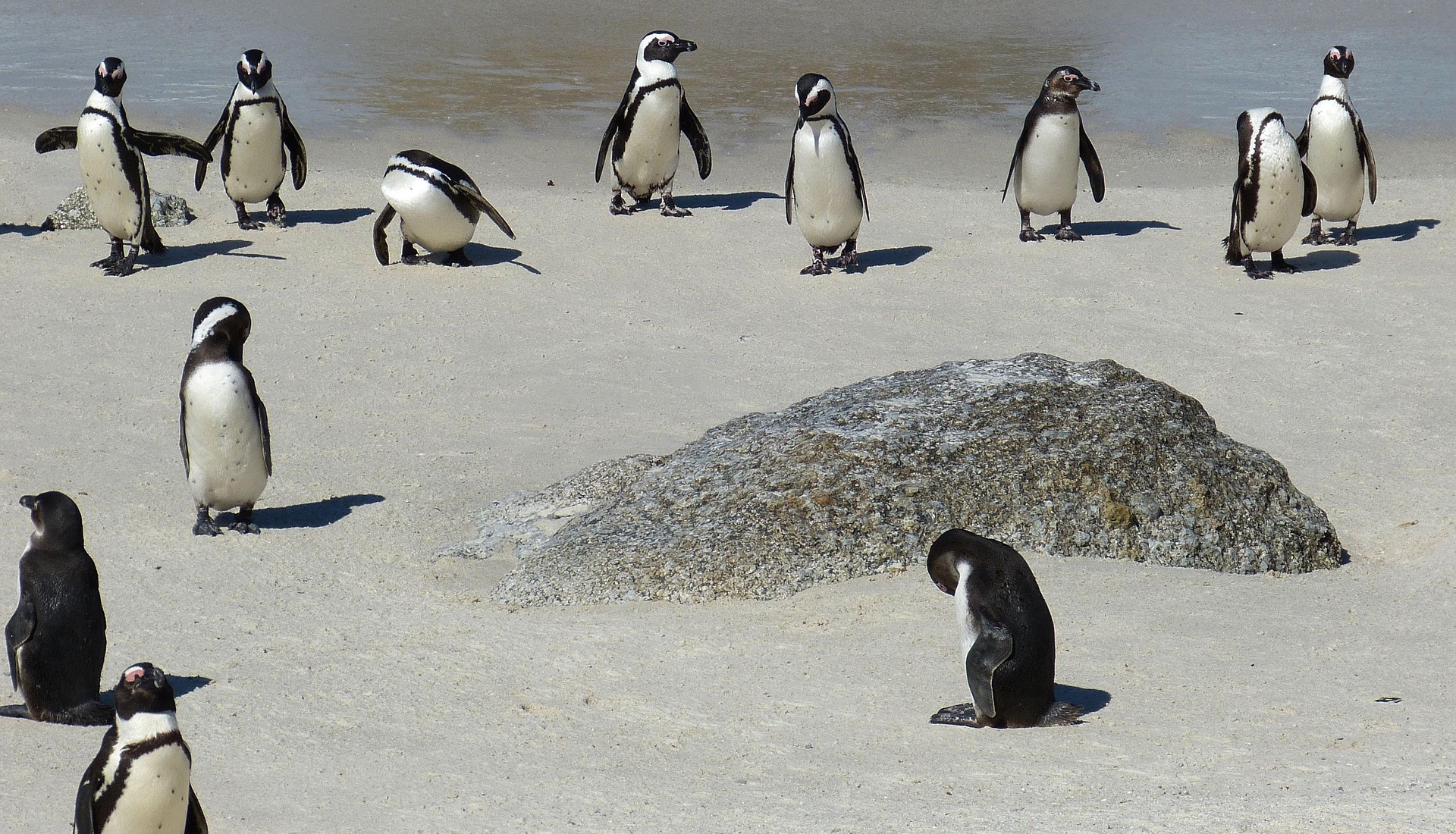 Cape Peninsula Adventure Tour