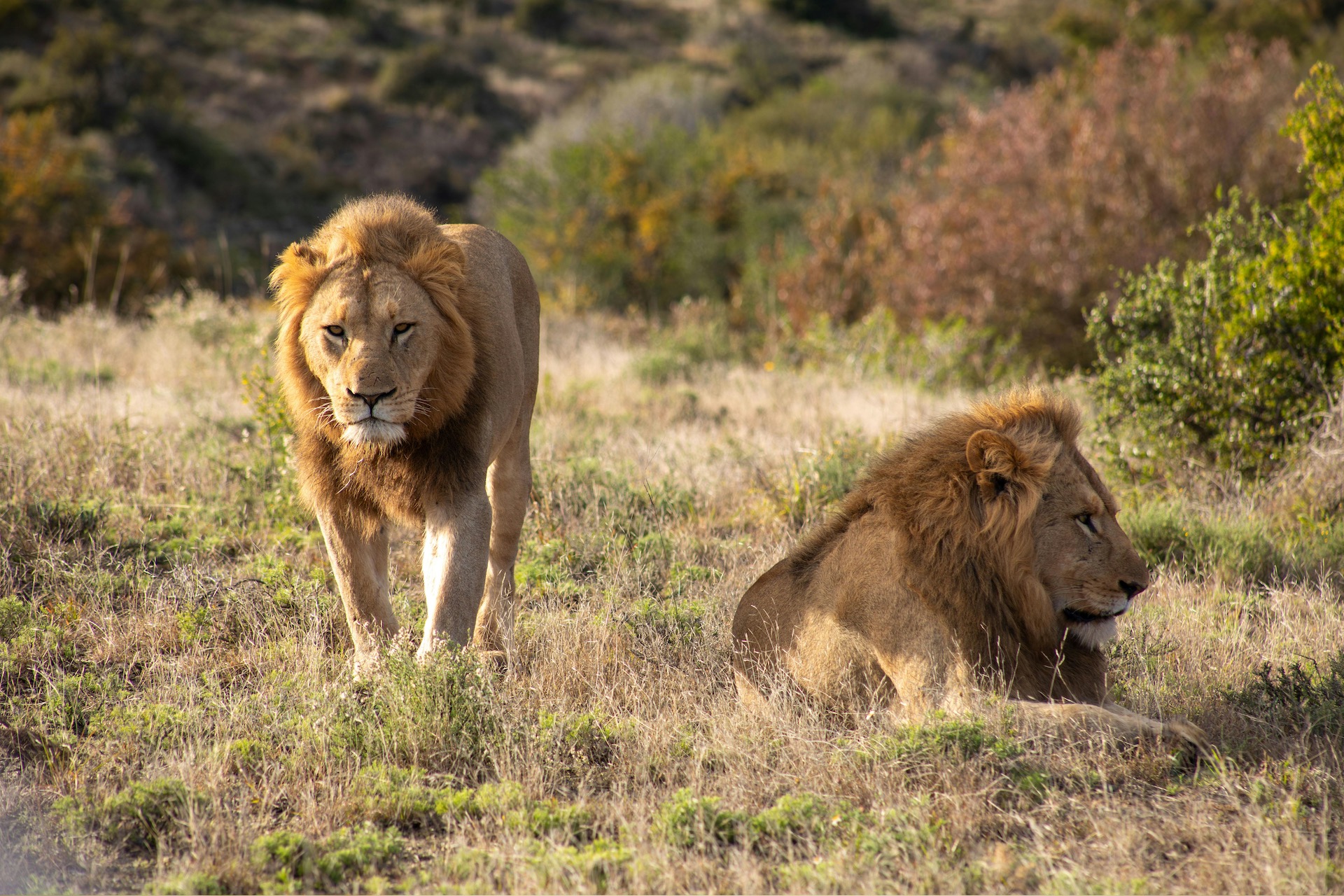 Big Five Safari from Cape Town