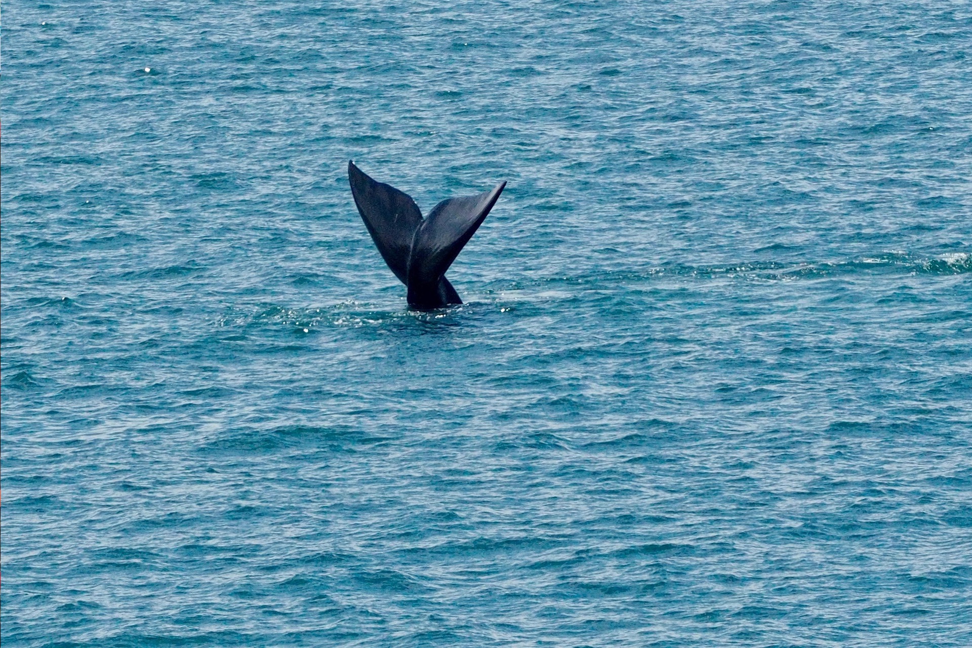 Hermanus Whale Watching